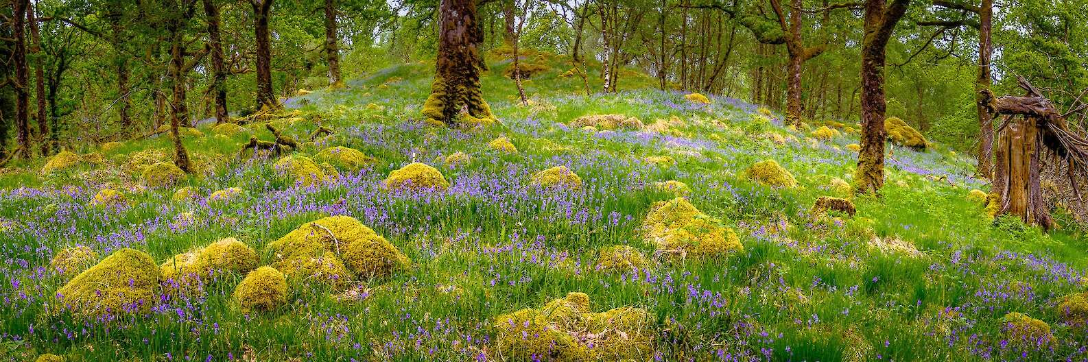 Bluebells in Ariundle Oakwood | Courtesy of Steven Marshall Photography - www.smarshall-photography.com