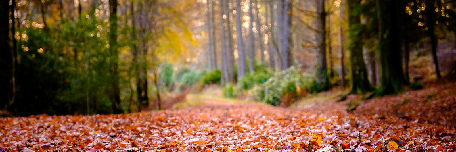 Ardgour Lochans Trail in Autumn | Courtesy of Steven Marshall Photography - www.smarshall-photography.com