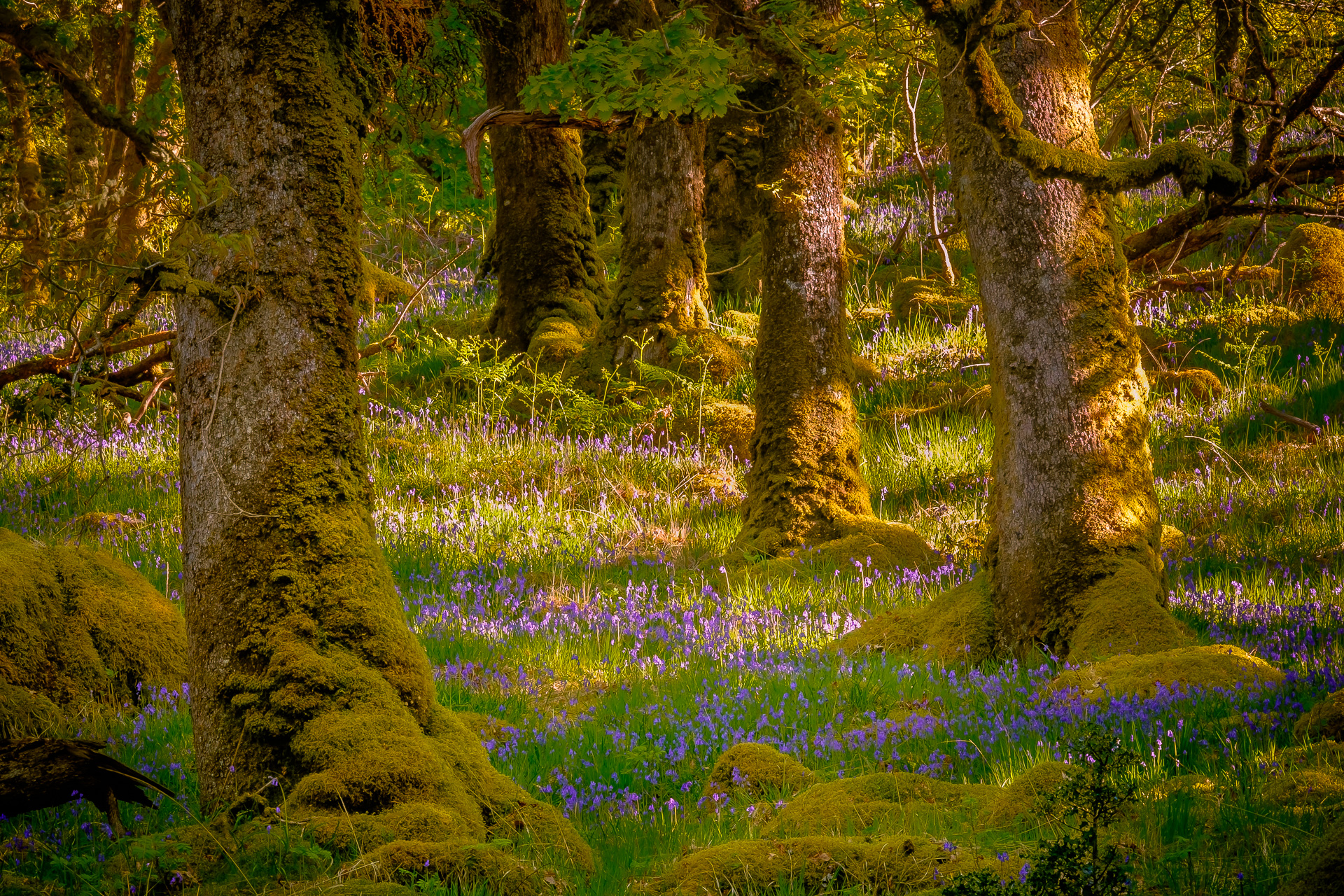 Image courtesy of Steven Marshall Photography [www.smarshall-photography.com]( https://www.smarshall-photography.com/)