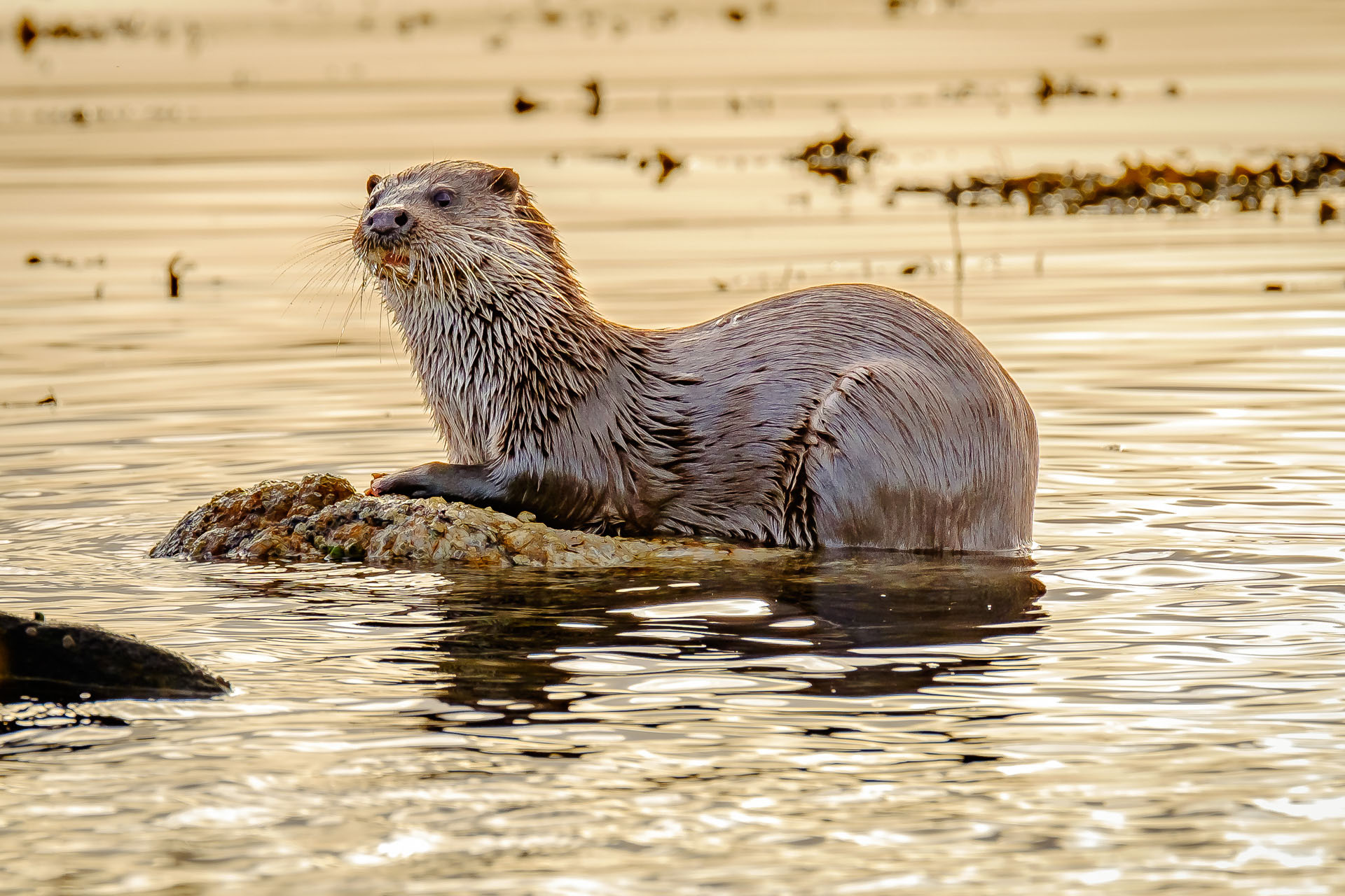Image courtesy of Steven Marshall Photography [www.smarshall-photography.com]( https://www.smarshall-photography.com/)