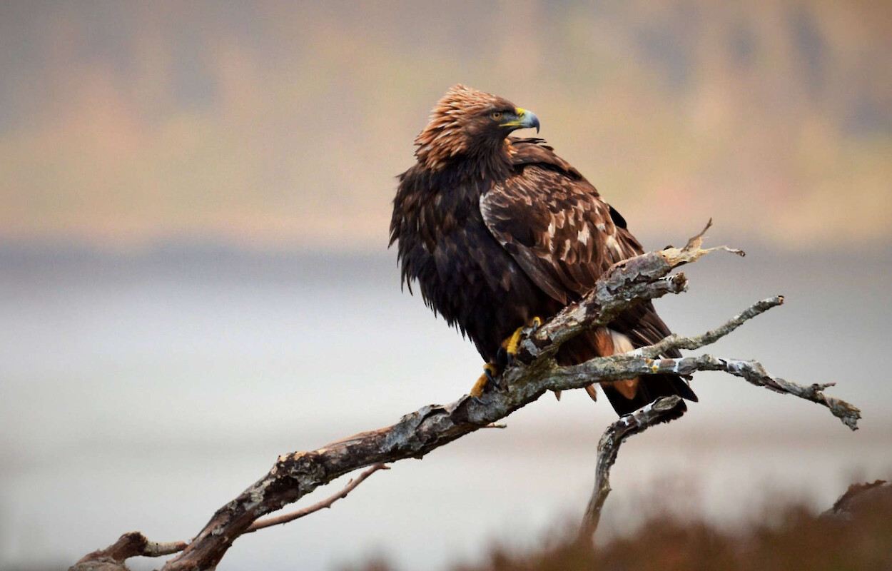 Nature Scotland Wildlife Tours