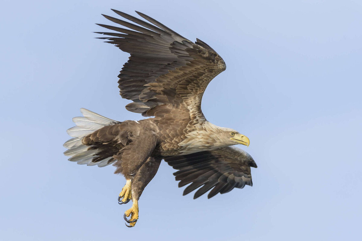 Nature Scotland Wildlife Tours