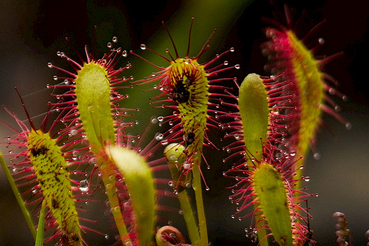Close up of Great Sundew