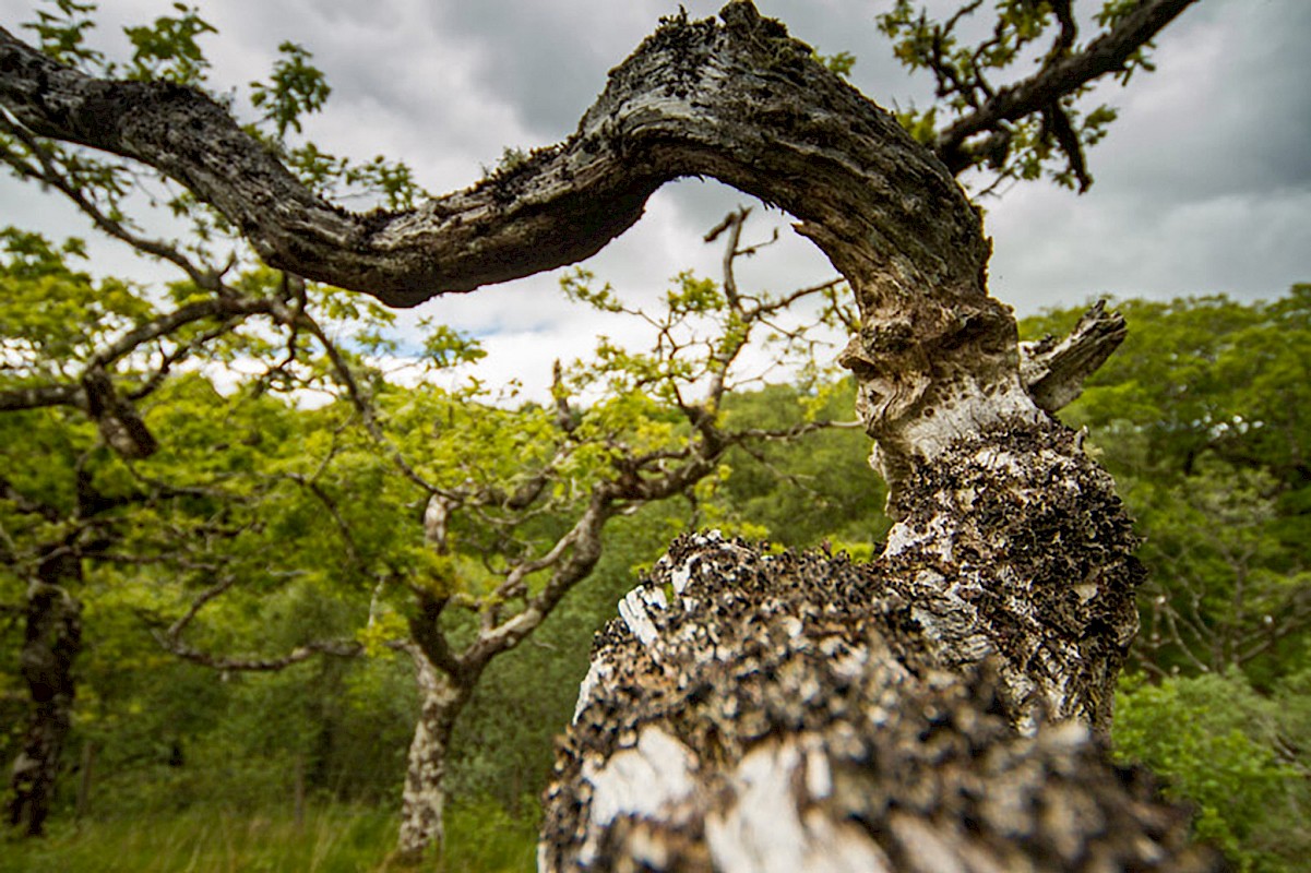 Branches of a Sessile Oak