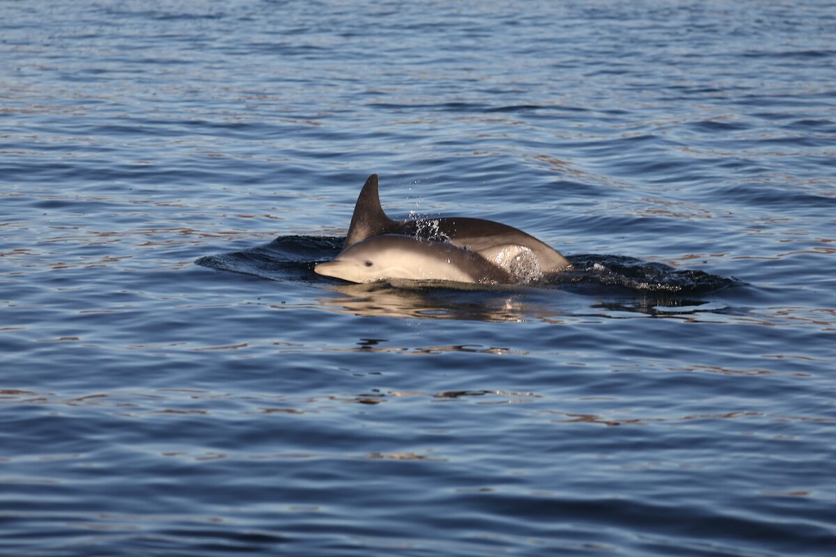 Ardnamurchan Charters